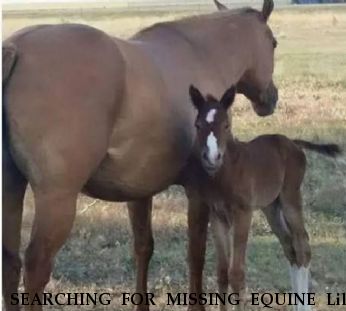 SEARCHING FOR MISSING EQUINE Lily Dun Star, Near Bucklin, KS, 67834